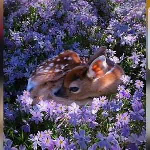 Meet your Posher, Maelvin